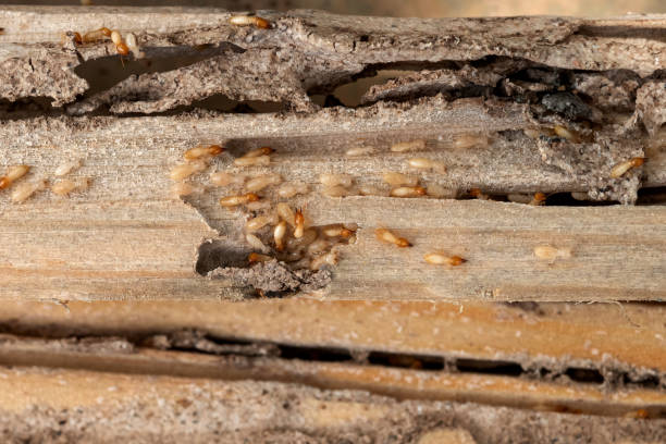 Best Ant Control Services  in Cameron Park, TX